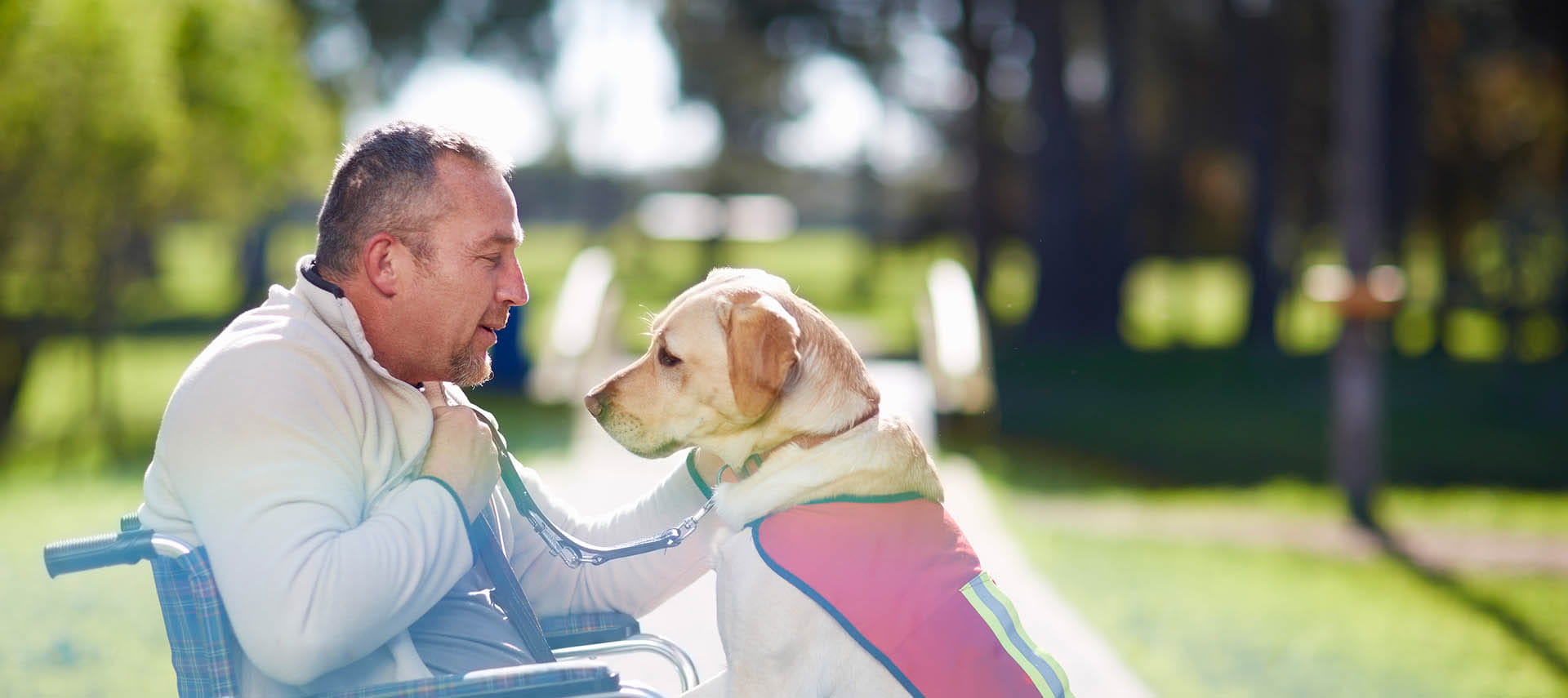 Man in a wheelchair at the dog park.